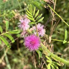 Image result for Mimosa diplotricha