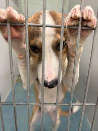McNab puppy needs a home in Utah