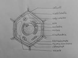 Which part of the cell is the place where photosynthesis occurs? How To Draw Plant Cell Biology Diagrams Plant Cell Plant Cell Diagram