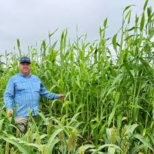 Image result for Sorghum