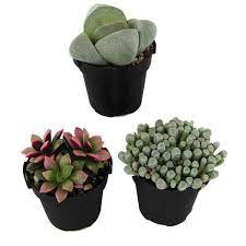 2 5 In Mimicry Plant 3 Pack Mimicry Plant Plants Planting Succulents