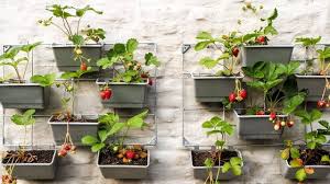 Mengenal Vertikultur, Cara Bercocok Tanam Masa Kini di Lahan Terbatas