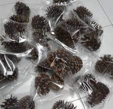 Buah nenas yang dihasilkan dari satu buah nenas. 6 Faedah Dan Khasiat Yang Luar Biasa Tentang Nenas Batu Eratuku