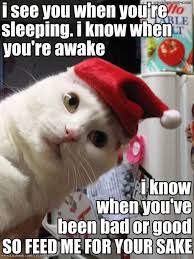 22 Cute Kitty Christmas Pics Funny Cat Videos Christmas Cats Funny Cats