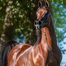 الكويت للخيل مربط فرسان الصحراء ضحك السعودية قصيد خيل فرس شعر خواطر فيديو وناسه تصاميم ابداع جديد مهر مهره حصان