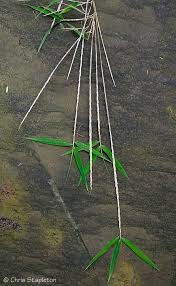 Image result for Oldeania alpina