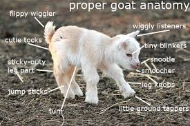 A Very Accurate And Extremely Scientific Chart On Goat Anatomy Baby Animals Pictures Cute Animals Cute Baby Animals