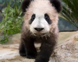 Check spelling or type a new query. Au Zooparc De Beauval Maman Panda N Aura Pas De Bebe Ce Printemps