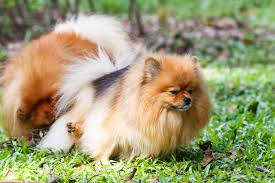 Small Dogs Are Less Likely To Be House Trained Than Big Dogs
