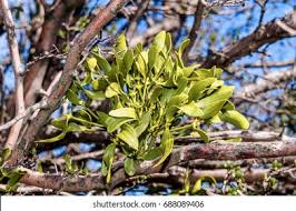 Image result for Viscaceae