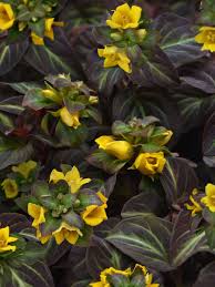 Image result for Lysimachia djalonis