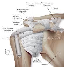 You can see this fibrocartilaginous collar, the glenoid labrum surrounding the glenoid fossa. Repairing A Slap Tear Without Surgery Or Biceps Tenodesis Caring Medical Florida