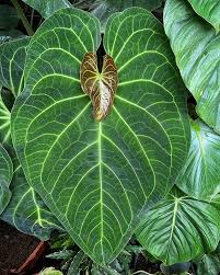 We did not find results for: New Baby Leaf On Anthurium Magnificum Anthurium Magnificum Anthurium Plant Plants