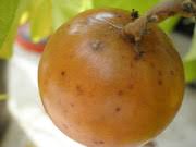 Image result for Vangueria madagascariensis
