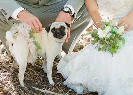 Real Wedding Dottie Jordan Snippet Ink Pug Wedding Puppy Wedding Wedding Pets