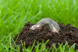 Zu einem der für die landwirtschaft bedeutendsten schädlinge zählt in deutschland zweifelsohne die feldmaus (microtus arvalis). Schadlinge Im Garten Loswerden Meister Meister
