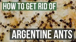 How To Get Rid Of Argentine Ants 4 Easy Steps If it is bigger than usual it is a red carpenter ant even regular red ants have black on their abdomen.