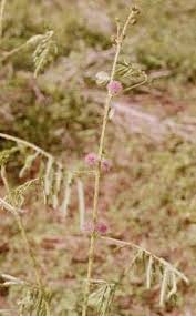 Image result for Mimosa diplotricha