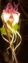 Image result for Strophanthus sarmentosus