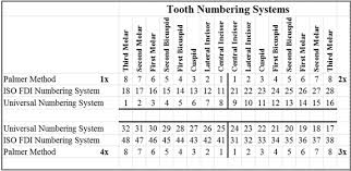 american dental association tooth numbering chart www