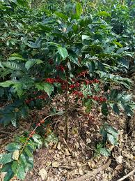 Finca Santa Trinidad, iniciando...