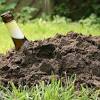 Wenn sie in ihrem garten einen erdhaufen entdecken, prüfen sie zunächst, ob er tatsächlich das werk von wühlmäusen ist. 1