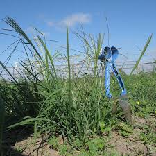 Image result for Enteropogon