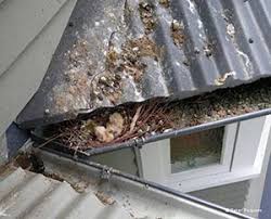 Here are four steps to getting rid of those pigeons once and for all. Pigeon Removal Brisbane Bird Control Roof Proofing