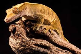 Image result for z p%u0159ednice jedovat 