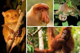 Many of the islands contain endemic species. 28 Incredible Borneo Animals And The Best Places To See Borneo Wildlife