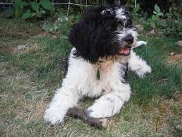 We did not find results for: What Is A Saint Bernard Poodle Mix St Berdoodle 101 With Photos Oodle Life