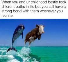Here Are Some Dolphin Memes For Your Viewing Pleasure Funny Friend Memes Funny Animal Memes Animal Memes