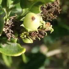 Image result for Volkameria glabra