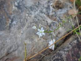 Image result for Drimia calcarata