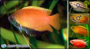 Gouramis Tumblr
