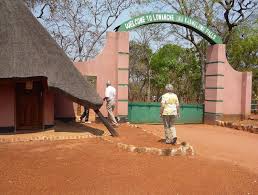 Image result for Zygotritonia atropurpurea