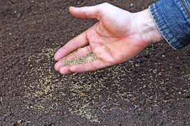 Ganz allgemein aber lässt sich sagen, dass die keimung innerhalb eines zeitraums von einer bis drei wochen nach der aussaat erfolgen sollte. Grassamen Keimt Nicht Was Kann Ich Tun Mein Bau