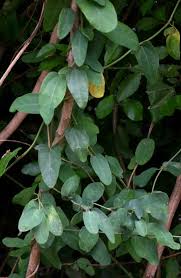 Image result for Cocculus hirsutus