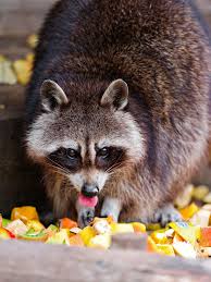 Raccoon Eating Fruits Cute Raccoon Raccoon Raccoons Eat