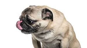 Obsessive licking may be a sign of underlying issues, including anxiety, boredom, or fear. Why Do Pugs Lick Their Lips So Much And What It Means