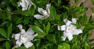 Image result for Gardenia