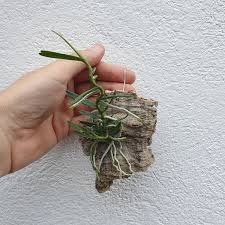 Image result for Angraecum moandense