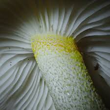 Image result for Gilgiochloa