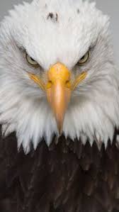 Check spelling or type a new query. 35 Affiliate Program Ideas Bald Eagle Eagle Pictures Eagles
