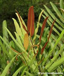 Image result for Acrostichum