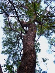 Image result for Schinopsis