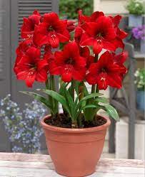 Multi Amaryllis Red Tiger Dutchgrown Exclusive Red Amaryllis Amaryllis Bulb Flowers