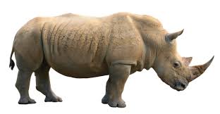 Rhinoceros Animal Facts And Information Rhinoceros Mammals Black Rhinoceros
