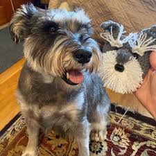 Angel Crochet Designer Hookedbyangel Instagram Photos And Videos In 2020 Dog Themed Gifts Dog Mom Gifts Dog Meet