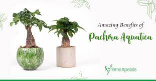Check spelling or type a new query. 8 Benefits Of Pachira Aquatica Or Money Tree Plant